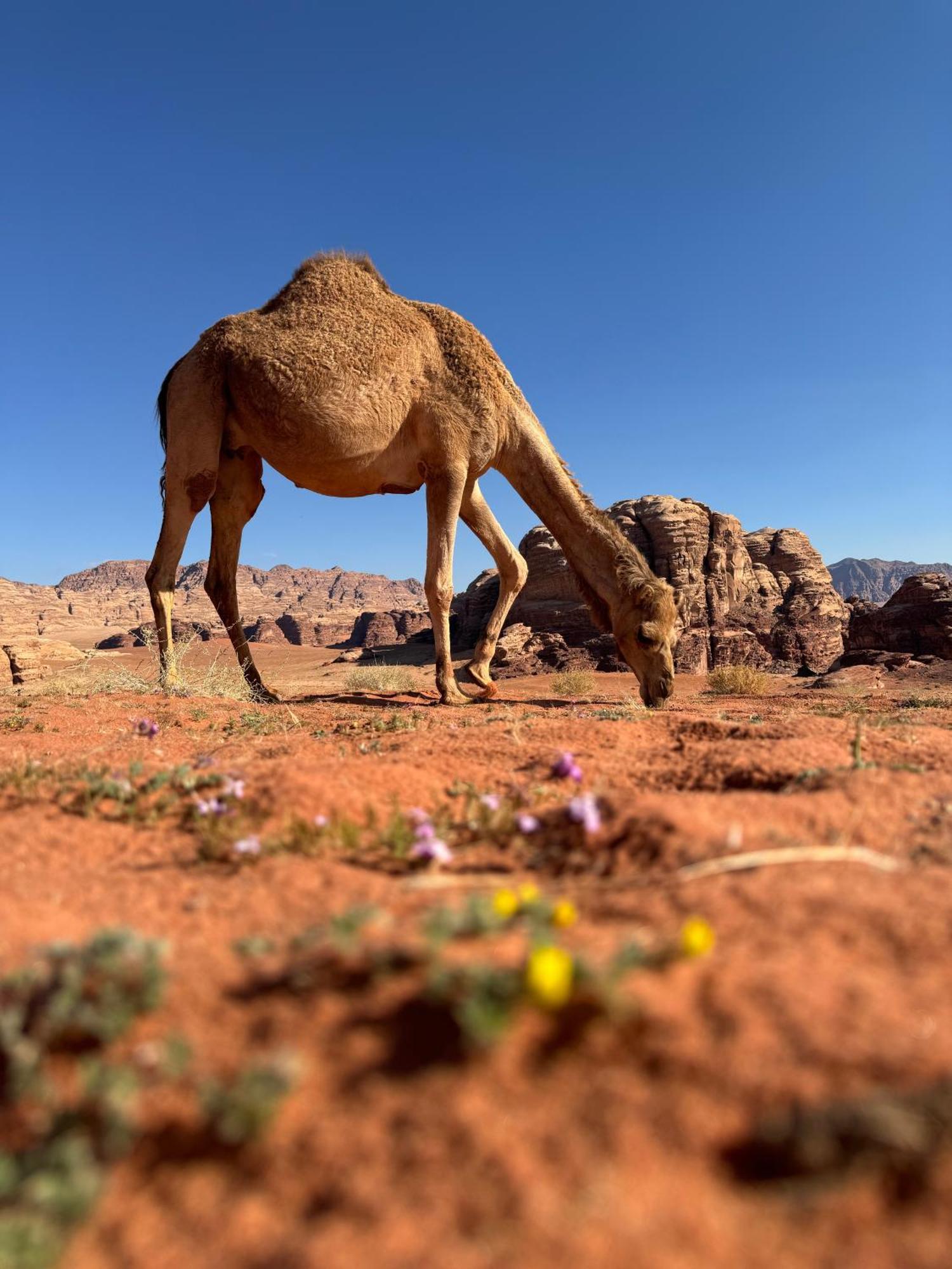 Desert Bird Camp Wadi Rum Exterior foto